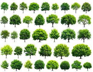 Fototapeta premium A diverse collection of isolated, lush green tree cutouts against a stark black backdrop