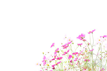 コスモスの白い背景２