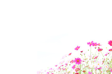 コスモスの白い背景１