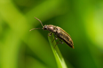Macro Shot Of A Small Brown Beetle Perched On A Green Blade Of Grass In Bright Outdoor Light