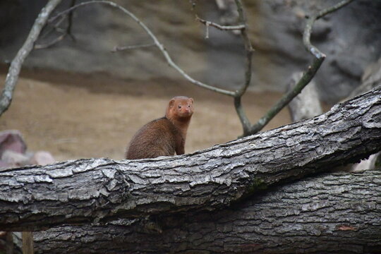 Mongoose, Helogale parvula.