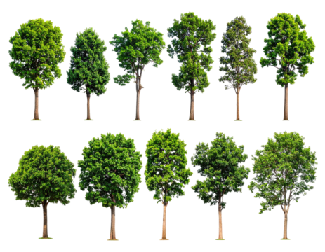 Assortment of diverse deciduous trees, foliage vibrant, trunks brown, set against black backdrop