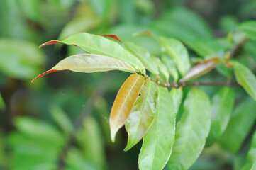 Picara,Excoecaria cochinchinensis Lour or EUPHORBIACEAE or bicolor plant