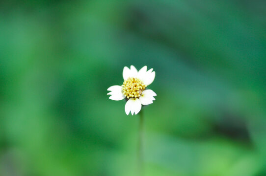 Tridax Daisy, Tridax procumbens or grass flower or weed or Gallant soldier or Shaggy soldier or weed flower