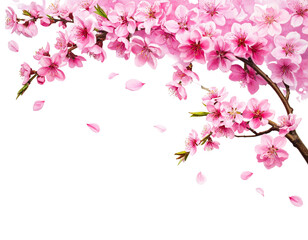Fototapeta premium Lush branch of pink blossoms with falling petals on a transparent background