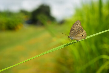 butterfly on a green grass