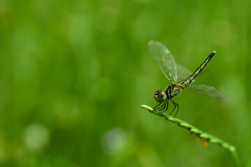 dragonfly on green leaf