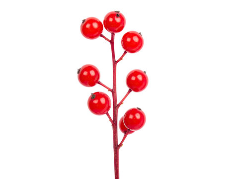 Vivid red berries on a branch against a black backdrop, perfect for seasonal decorations - Powered by Adobe