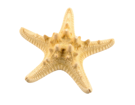 A single, detailed starfish on a contrasting black background, emphasizing the texture