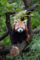 red panda on a tree © Zuzana