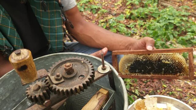 An Indian beekeeper without protective gear harvests honey from a hive frame, reflecting the art of sustainable beekeeping and natural honey production in the countryside.