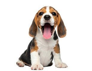 Adorable beagle puppy with open mouth and tongue out, isolated on a transparent background