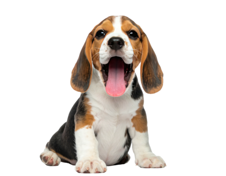 Adorable beagle puppy with open mouth and tongue out, isolated on a transparent background