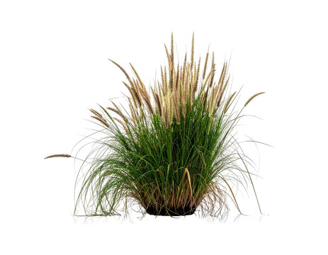 Lush, feathery ornamental grass clump with green blades and tan, fluffy seed heads