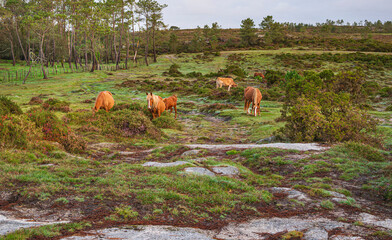 Curro de Forgoselo: mountains, extensive livestock farming, nature hikes, walks among cows and horses, enjoying the views. Once a year, the horses gather to have their manes trimmed.