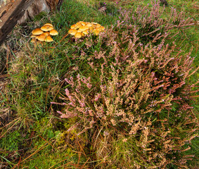 Curro de Forgoselo: mountains, extensive livestock farming, nature hikes, walks among cows and horses, enjoying the views. Once a year, the horses gather to have their manes trimmed.