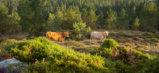 Curro de Forgoselo: mountains, extensive livestock farming, nature hikes, walks among cows and horses, enjoying the views. Once a year, the horses gather to have their manes trimmed.