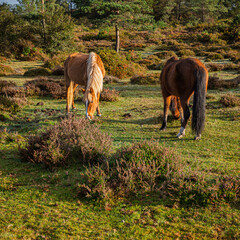 Curro de Forgoselo: mountains, extensive livestock farming, nature hikes, walks among cows and horses, enjoying the views. Once a year, the horses gather to have their manes trimmed.
