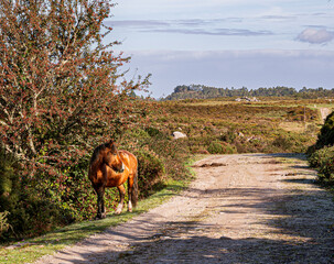 Curro de Forgoselo: mountains, extensive livestock farming, nature hikes, walks among cows and horses, enjoying the views. Once a year, the horses gather to have their manes trimmed.