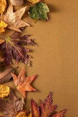 Obraz premium autumn leaves background