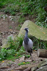 Fototapeta premium Demoiselle crane. Anthropoides virgo.