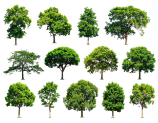 A collection of diverse, vibrant green trees isolated on a transparent background