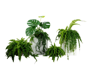 Assorted indoor plants in white pots, arranged against a black background
