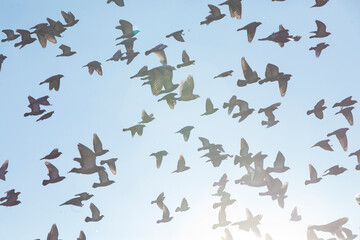 Flock of Domestic pigeons synchronously flying across blue sky with translucent flight feathers on tail and wings illuminated in backlit. Wildlife shot within urban area of city.