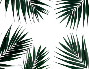 Dark botanical composition featuring four palm fronds framing a black void in each corner