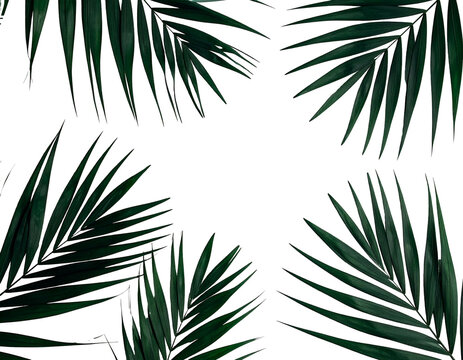 Dark botanical composition featuring four palm fronds framing a black void in each corner