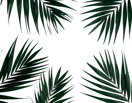 Dark botanical composition featuring four palm fronds framing a black void in each corner