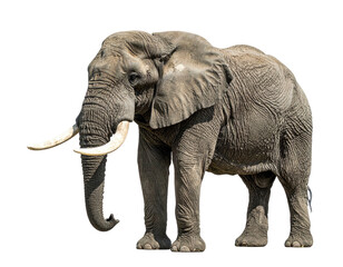 Obraz premium Large adult African elephant, isolated on a stark black background, showcasing tusks