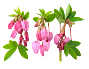 Three vibrant clusters of pink, heart-shaped flowers with green leaves, on a black backdrop