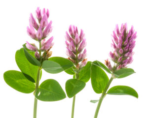 Three stems of vibrant purple flowers with green leaves against a solid black background