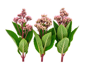 Three sprigs of pink-flowered plants with green leaves, isolated against a black background