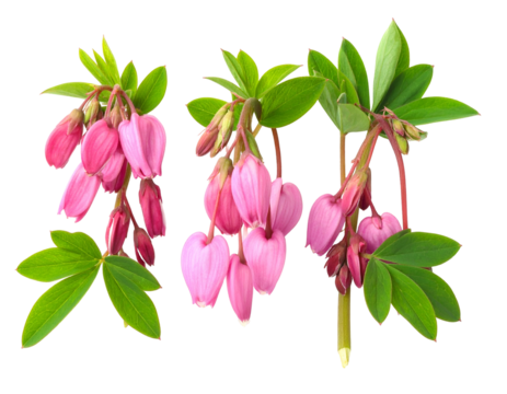 Three vibrant clusters of pink, heart-shaped flowers with green leaves, on a black backdrop