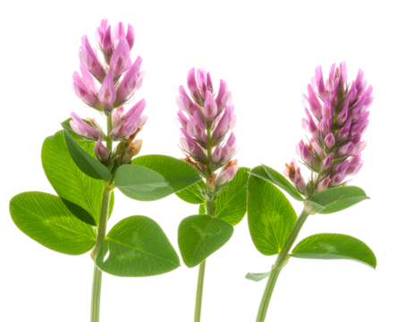 Three stems of vibrant purple flowers with green leaves against a solid black background