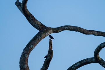 Small Birds Perched on Broken Tree Stump Framed by Curved Branches