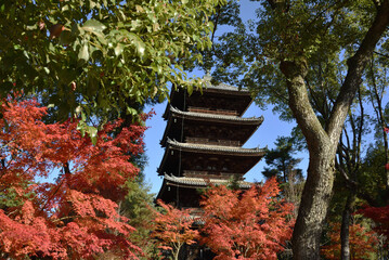 世界遺産仁和寺　秋の五重塔【重要文化財】