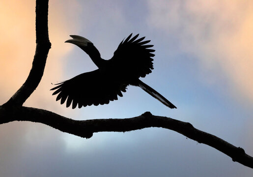 Oriental Pied Hornbill Silhouette Taking Flight at Sunset
