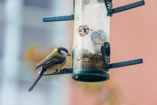 Care for bird food in winter, Eurasian blue tit (Pimpelmees) eating mixed legume (peanut) hanging on the tree in the garden or balcony, Cyanistes caeruleus is a small passerine bird in the tit family.