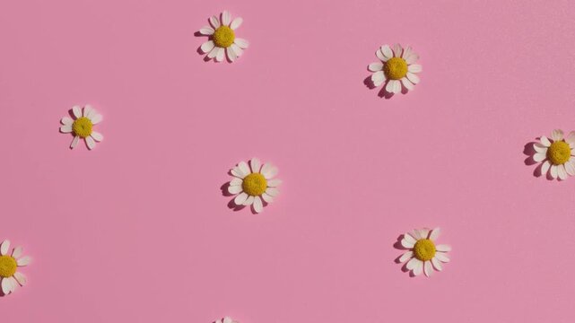 Chamomile flowers pattern on pink bright background on harsh sunlight