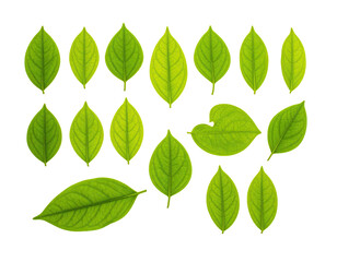 Fototapeta premium Collection of vibrant green leaves isolated on a dark, solid black background