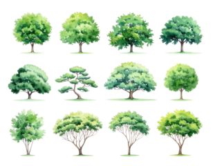 Watercolor-style illustrations of various trees, showcasing different shapes and foliage