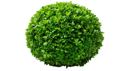 Green Sphere Bush: a perfectly sculpted sphere of lush greenery, demonstrating the beauty and symmetry of nature's design.
