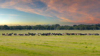Fototapeta premium Cattle grazing on farmland pasture. Production of organic dairy products. Milk cows feeding on green farm grassland