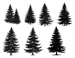 Obraz premium Seven dark evergreen silhouette trees against a stark black background for various applications