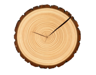 Overhead close-up reveals a cross-section of a tree trunk, showcasing growth rings