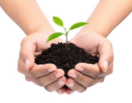 Close-up of hands cupping soil, nurturing a small seedling with vibrant green leaves