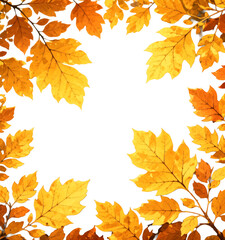 Fototapeta premium Close-up of autumn leaves. Yellow. Autumn foliage. Copy space.